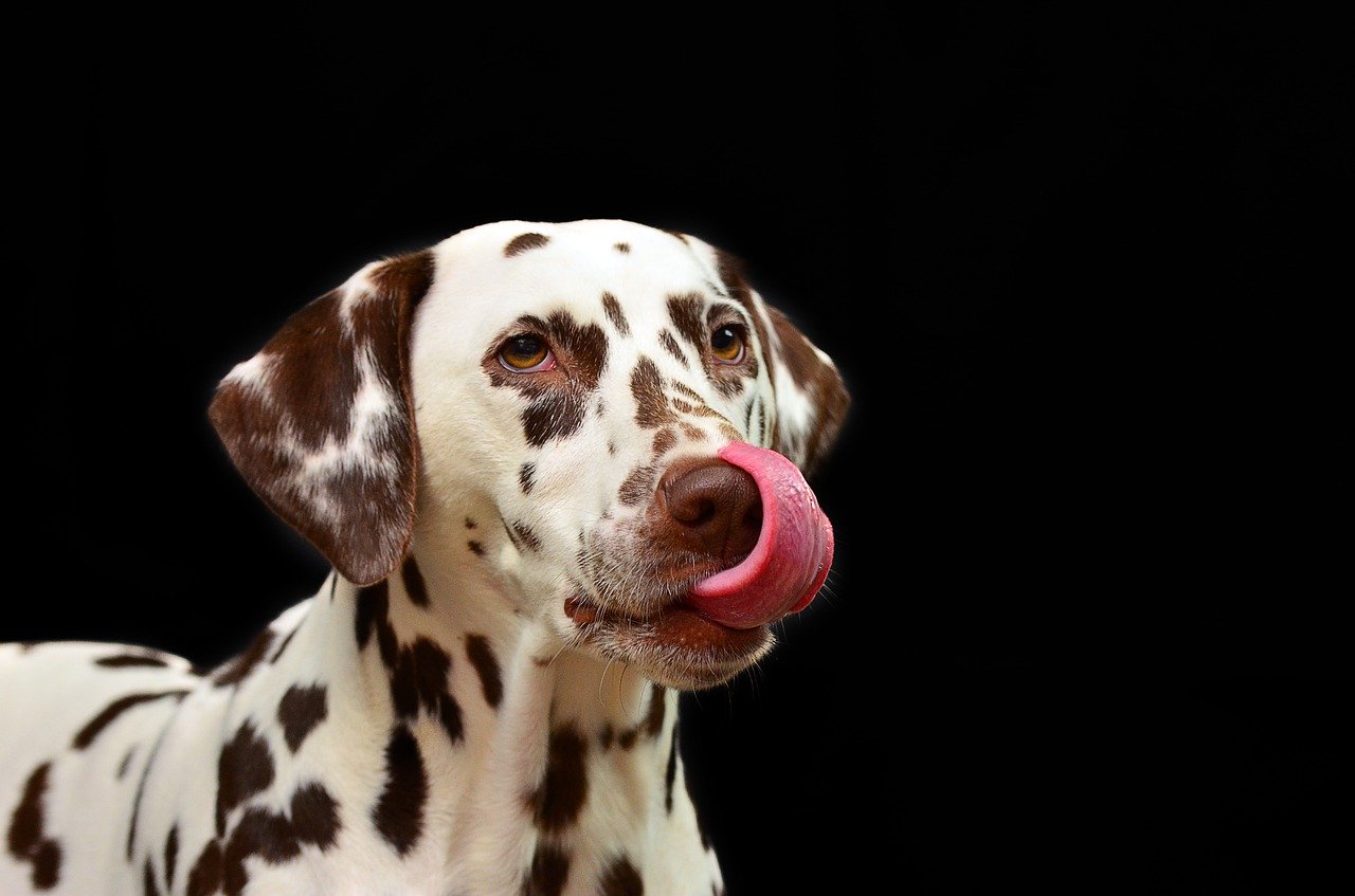Tout savoir sur l'utilisation des produits apaisants pour chiens