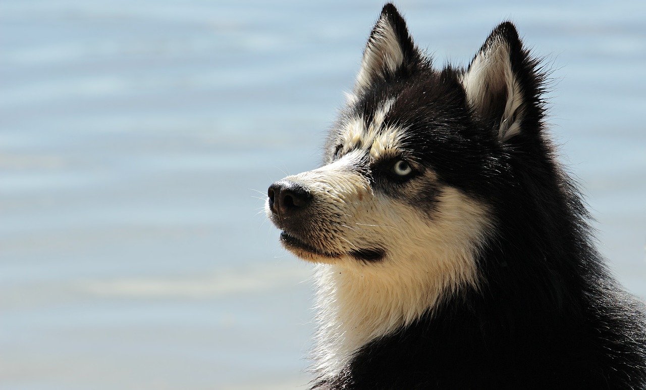 Comment bien choisir le traitement contre les vers pour un jeune chien ?